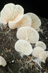 White mushroom mycelium