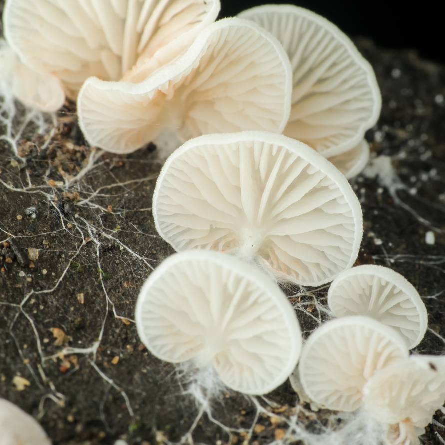 White mushroom mycelium