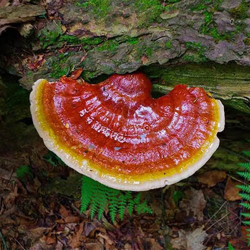 Reishi mushroom growing on log