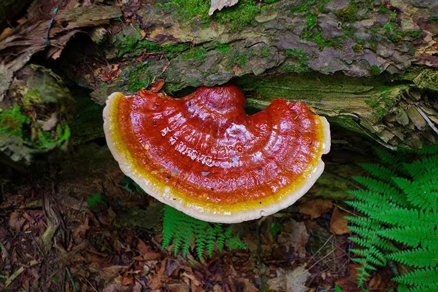 Reishi mushroom growing on log