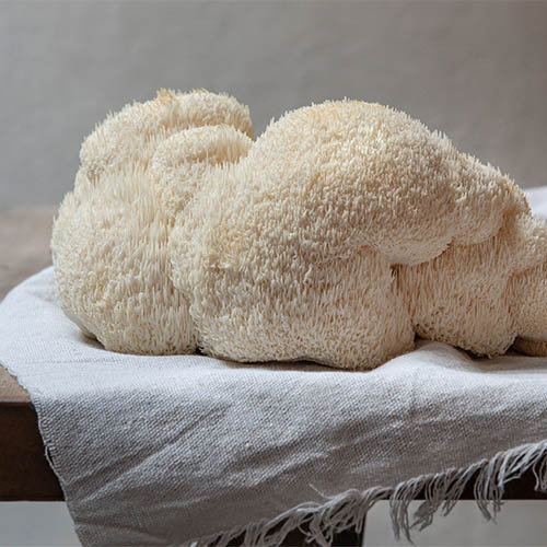Lion's mane mushroom