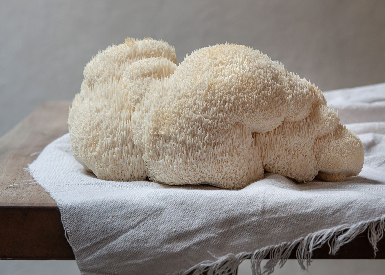 Lion's mane mushroom