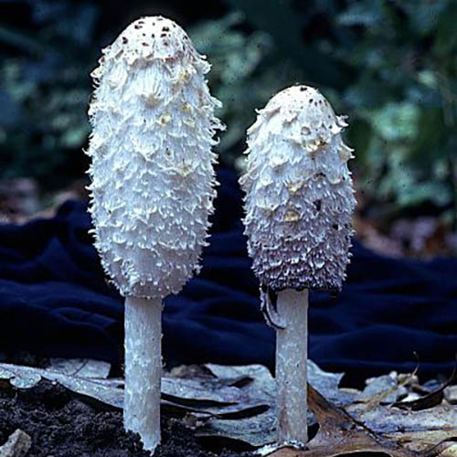 Shaggy mane