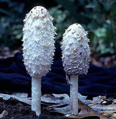 Shaggy mane