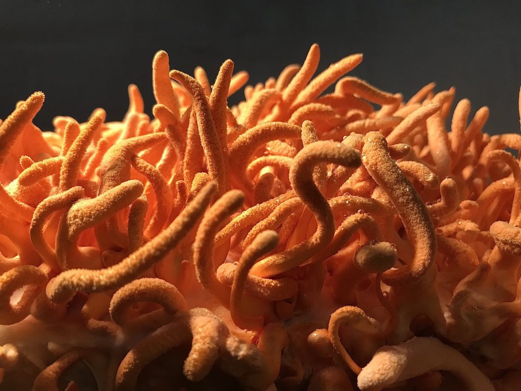 Discover Cordyceps mushroom Earthrising Mushroom Farm