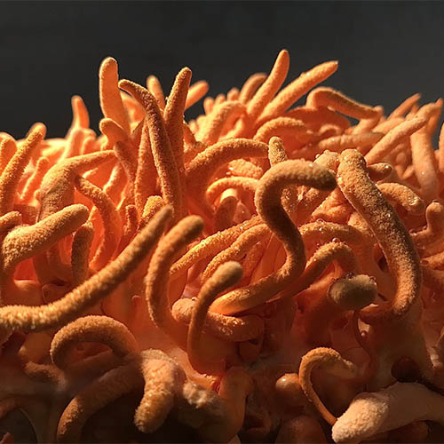 cordyceps closeup