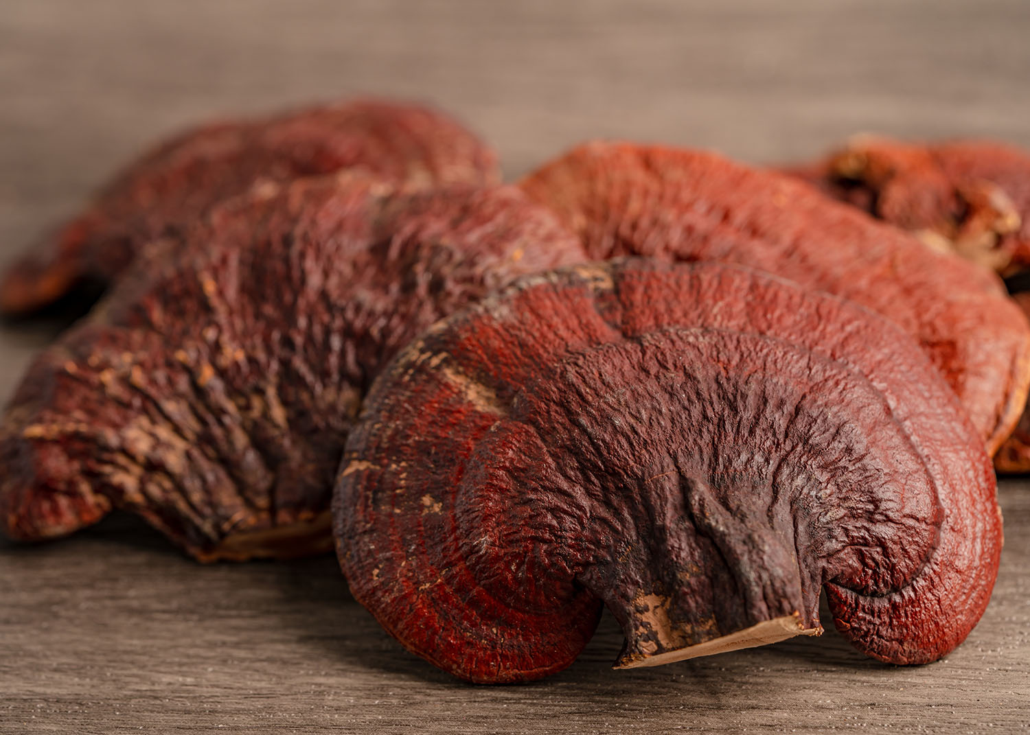 Reishi mushroom dried