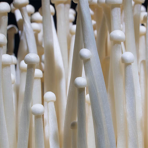 Enoki mushroom close up