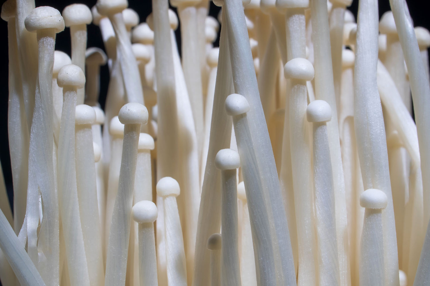Enoki mushroom close up