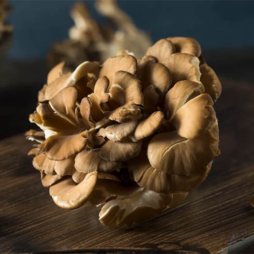 Maitake mushroom