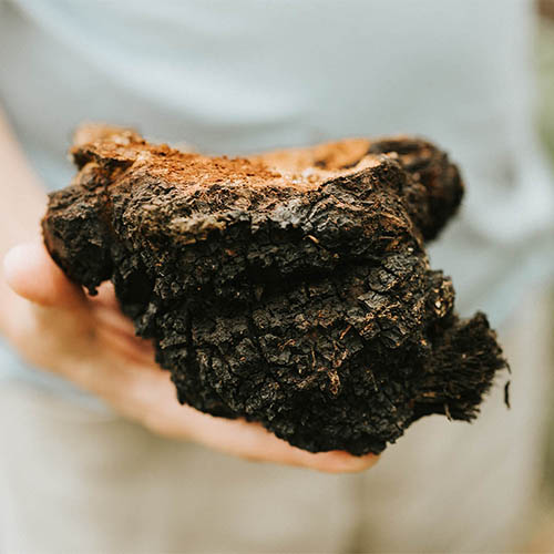 foraging chaga mushroom growing on the birch tree on forest. wild raw food chaga parasitic fungus or fungi it is used in alternative medicine