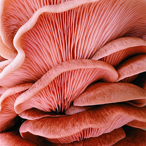 Pink oyster mushroom