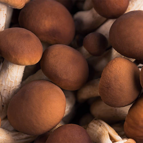 Poplar mushrooms Pholiota aegerita or pioppino