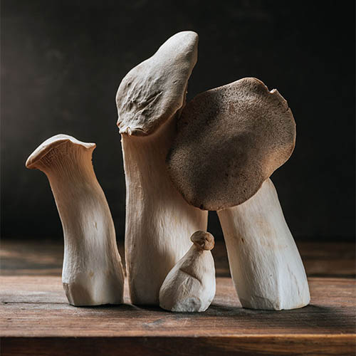 King Trumpet mushroom, King oyster mushroom