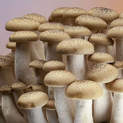 Shimeji Japanese Mushrooms