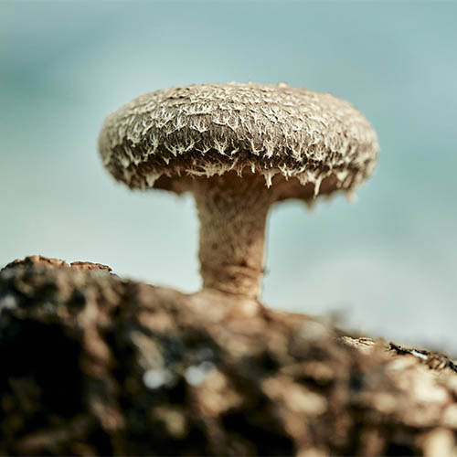 Shitake mushroom growing on substrate in fungi farm