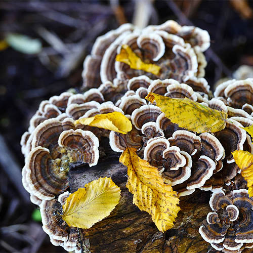 Turkey tail mushroom close up in forest