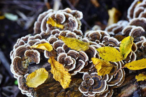 Turkey tail mushroom close up in forest