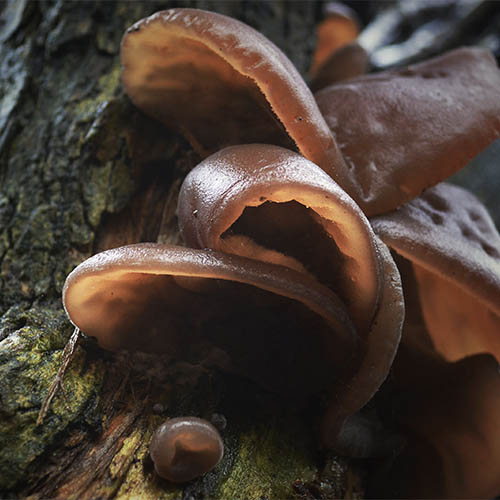 wood ear