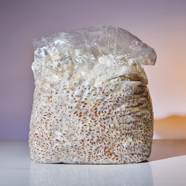 Grain spawn mushroom