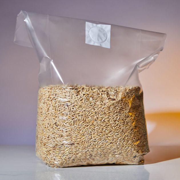 Sterilised oat grain spawn mushroom
