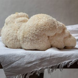 Lion's Mane mushroom