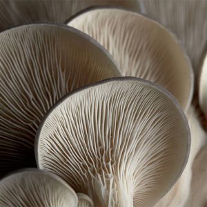 Oyster Mushroom
