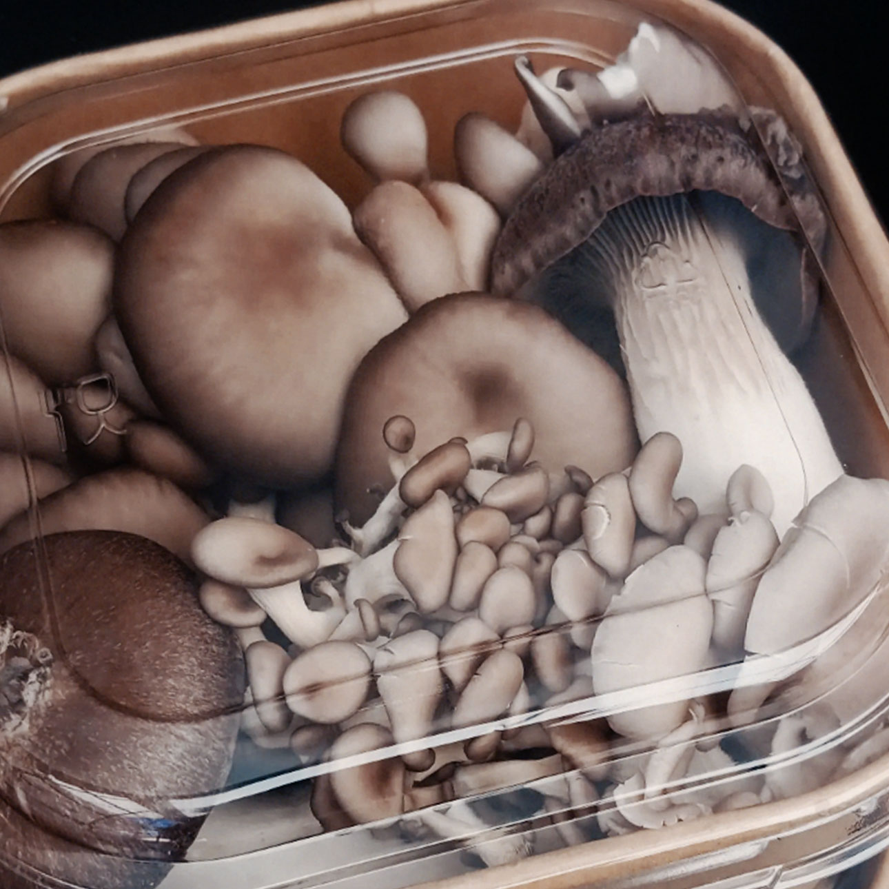 Oyster mushroom 300g