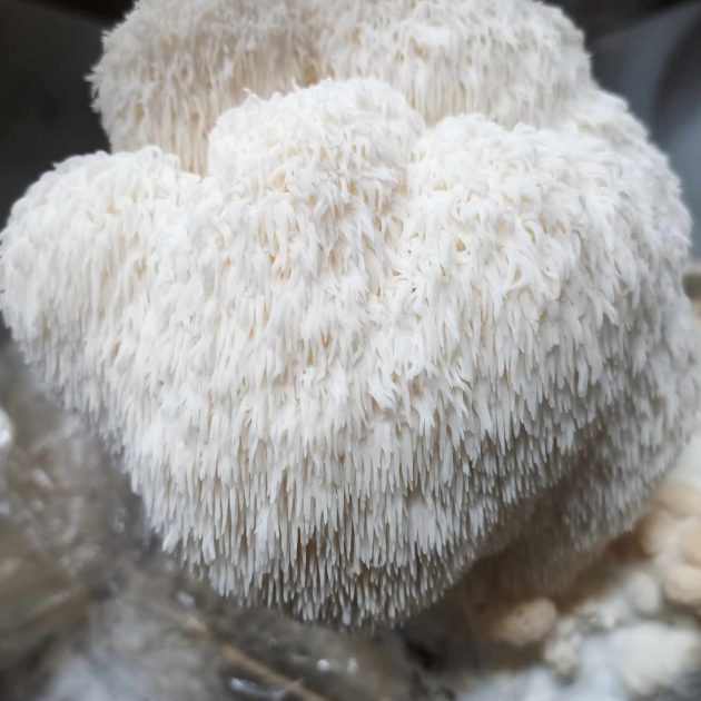 lion's mane mushroom