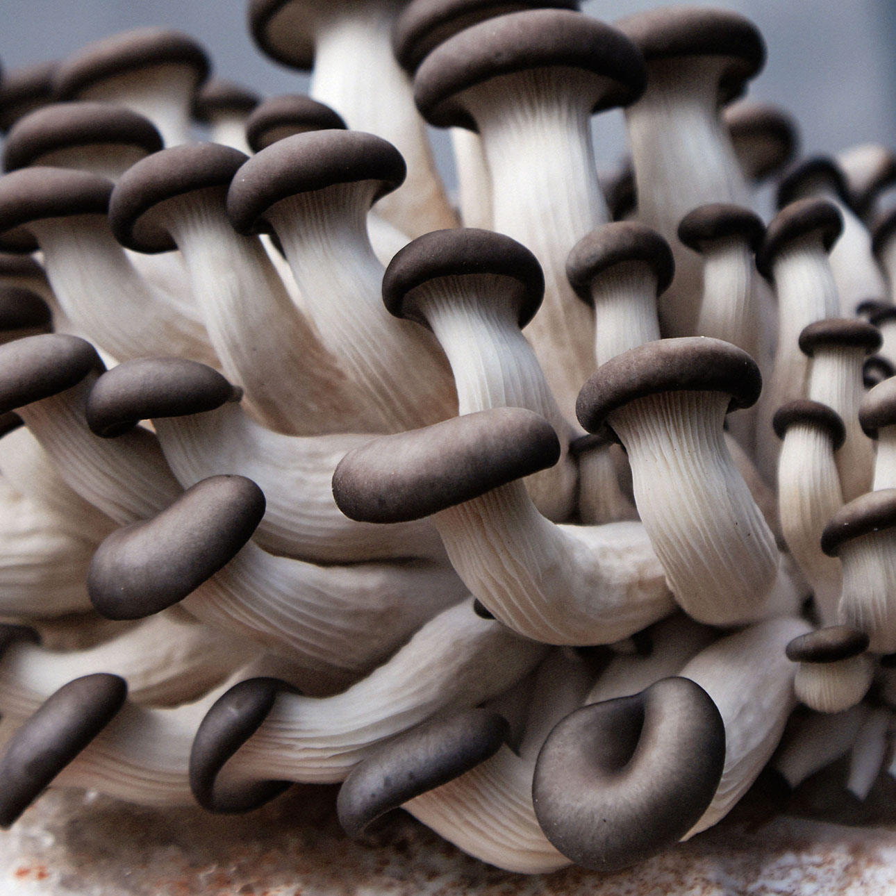 Oyster mushroom 300g - Image 4