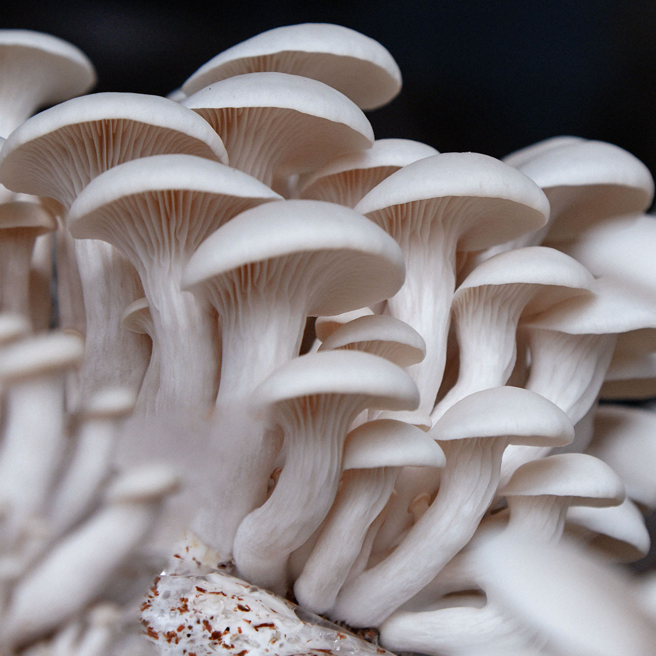 Oyster mushroom 300g - Image 3